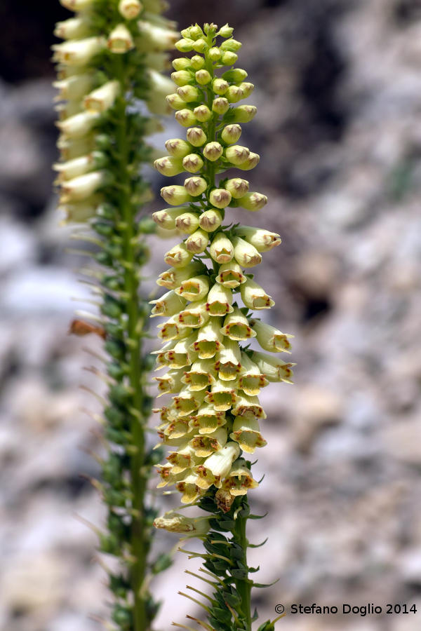 Digitalis micrantha (=D.lutea subsp. australis )/ Digitale appenninica
